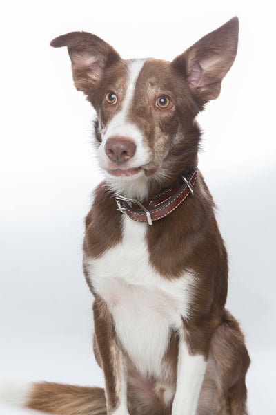 Dog Collars